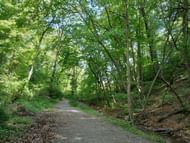 Search began near wooded trails by Gordon Creek after the initial report (Image via Unsplash)